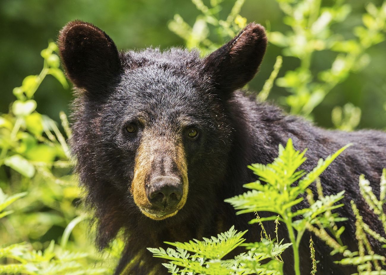 American black bear, animal background